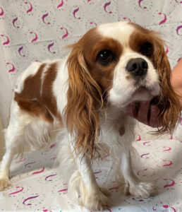 Lily of Lavalley Cavalier KC Spaniel