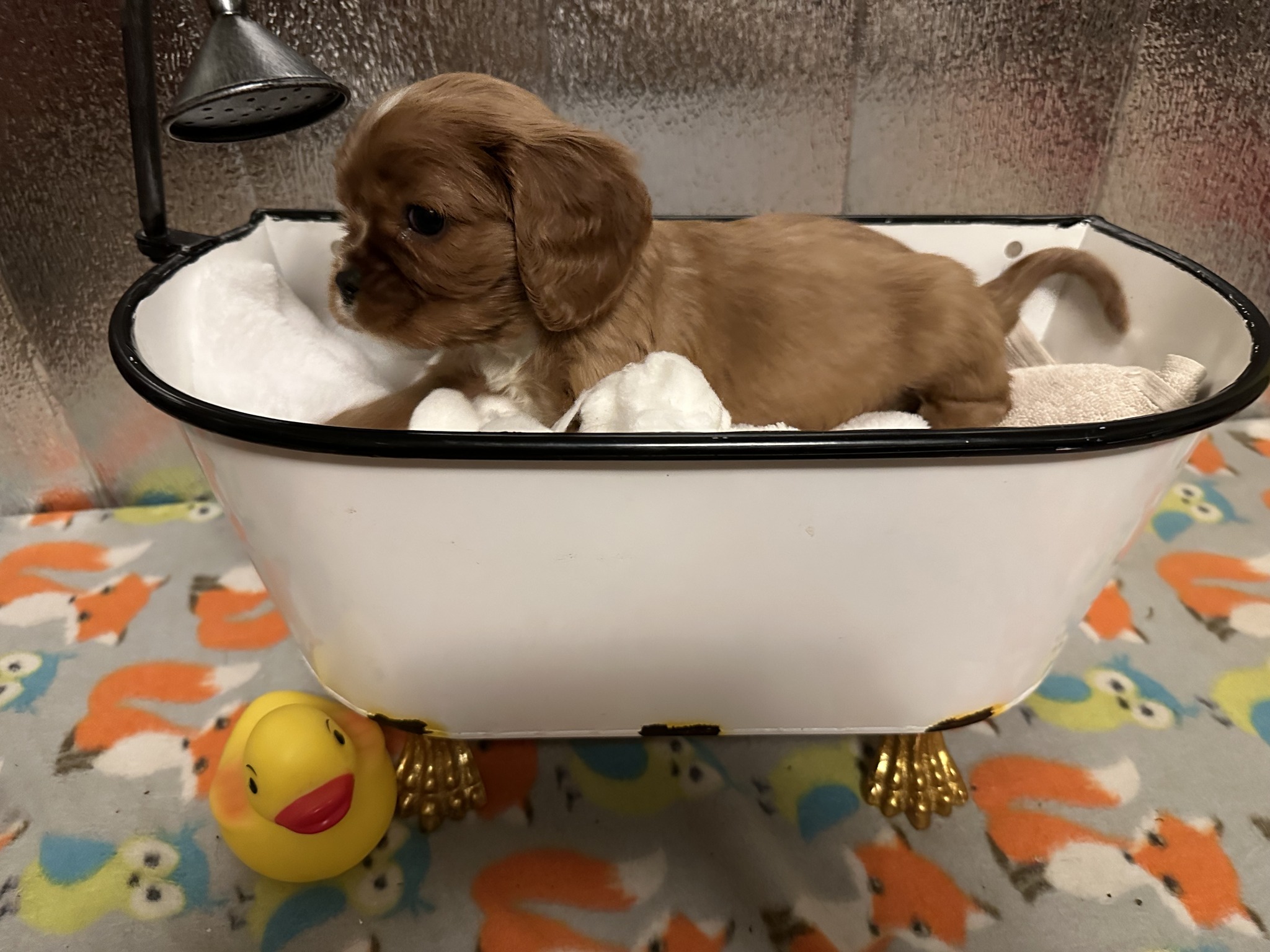 Puppy in mini bathtub