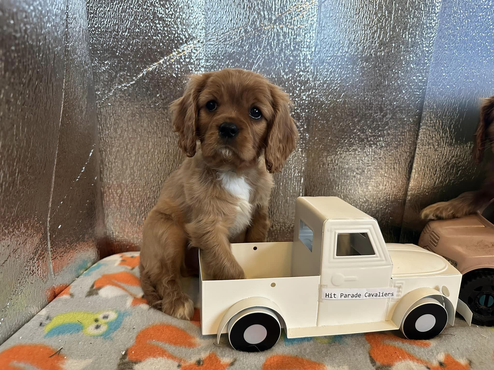 Ruby red puppy by white truck