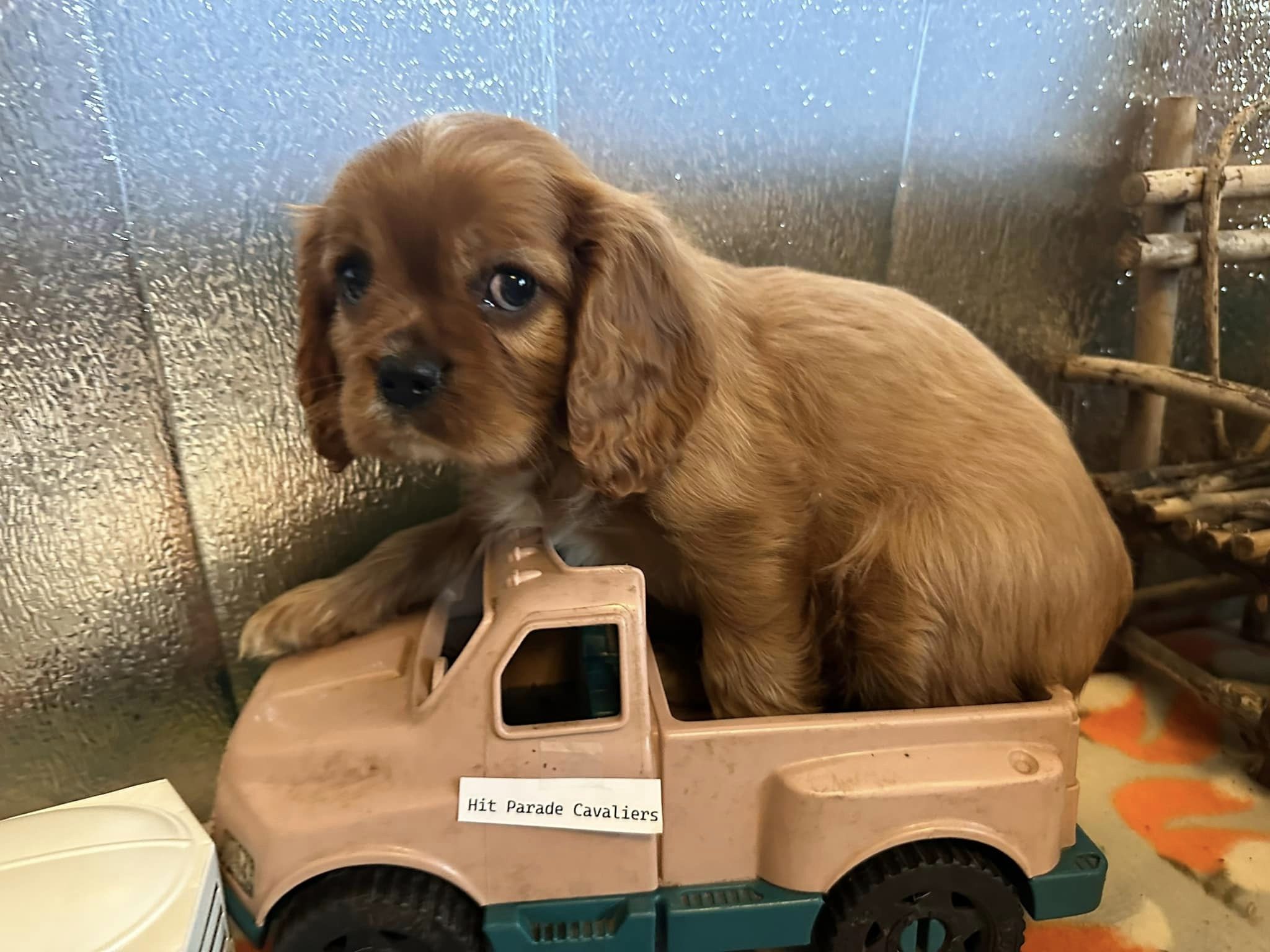 Ruby red puppy in brown truck