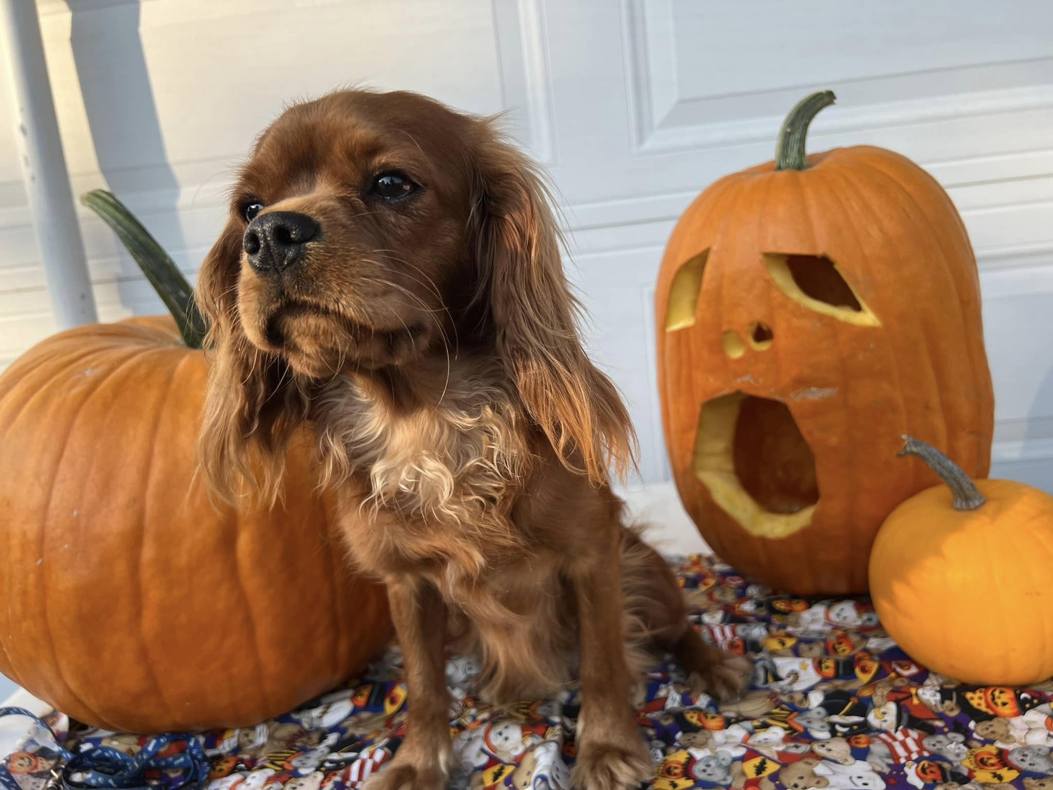 Penny with Pumpkins