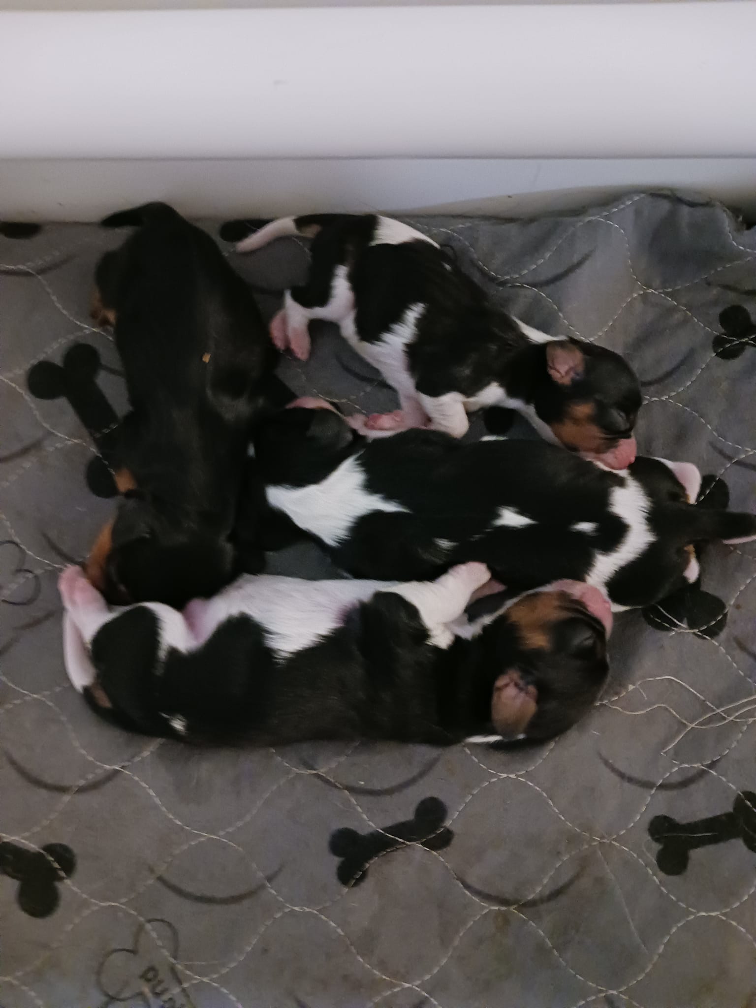 Tricolored puppies