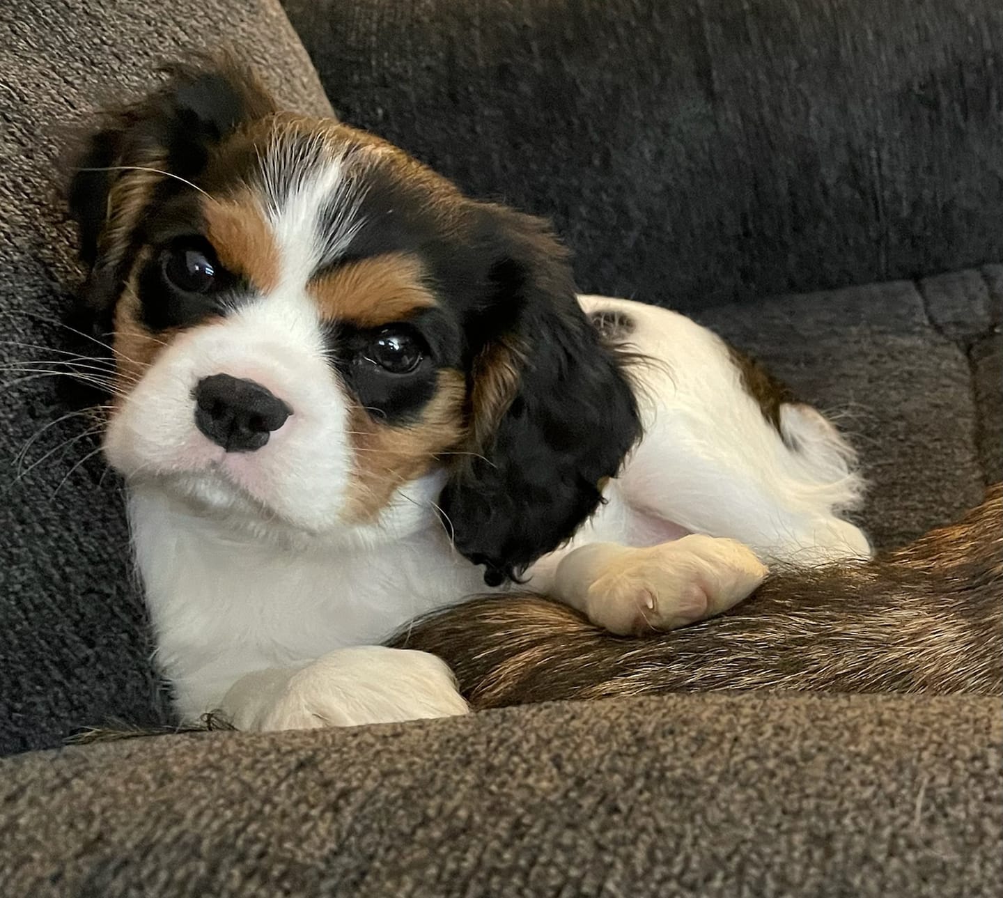 Tricolored King Charles Spaniel puppy