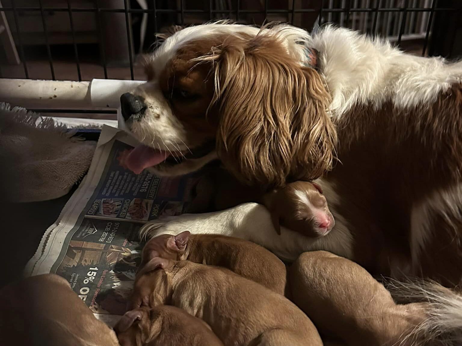 Blenheim mother with puppies