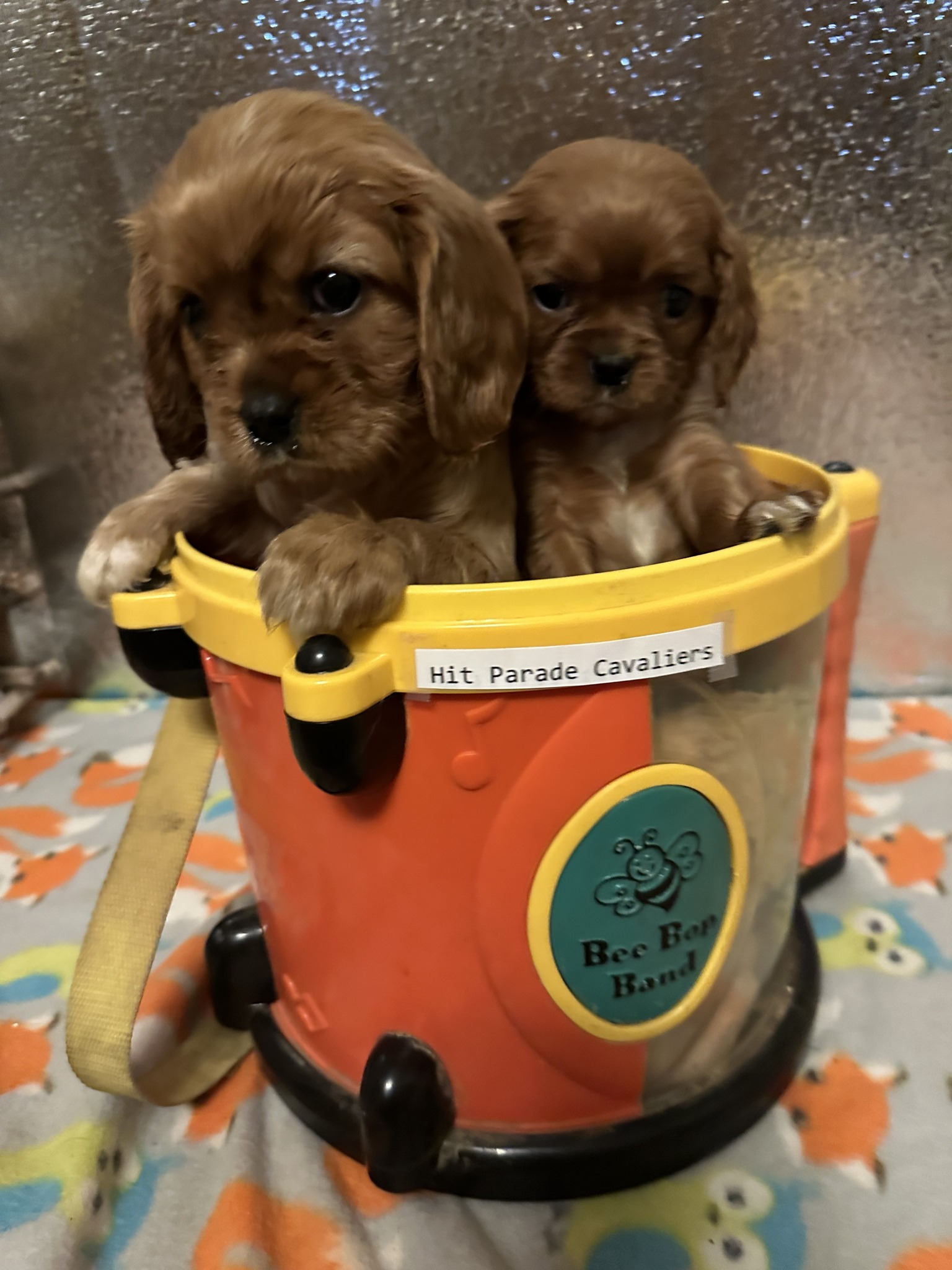 Ruby Red Cavalier King Charles Spaniel puppies