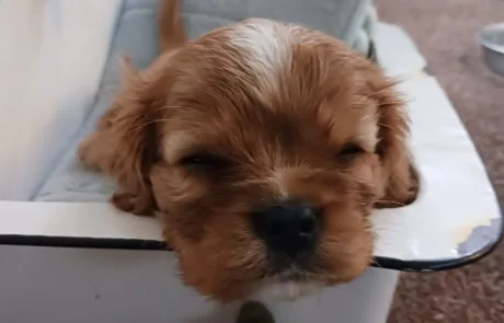 sleepy puppy - Hit Parade